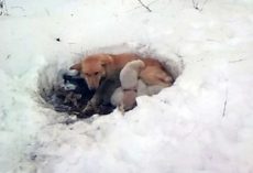 Stray Mama Dog Found Lying In Foot Of Snow, Protecting Her Babies From The Cold