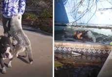 Stray Dogs Come Up To Teens To Ask If They Will Help Save Their Friend