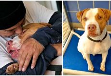 Man Leaves Dog At Shelter When Landlord Says “Give Up Your Pit Bull Or You’re Out”