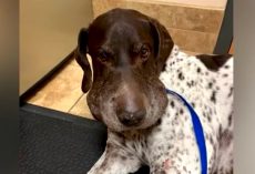 Rattlesnake Jumps Dog And Bites Him Five Times Before Owner Can Intervene