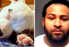 Malicious Man Cut Puppy’s Ears With Scissors, Used Superglue To “Put” Them Back