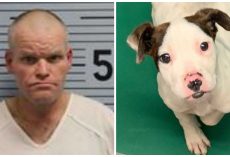 Man Tries Putting Puppy “Out Of His Misery” By Hanging Him From A Tree