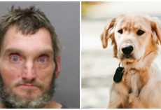 Man Cusses At Woman’s Service Dog & Kicks Him Hard In The Head
