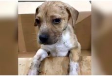 Workers Find Puppy In Trash Pile After He Somehow Survived The Compactor