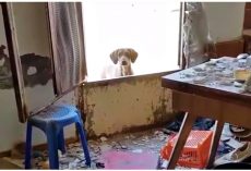 Devoted Mother Stares At Her Lifeless Puppy Hoping They’ll Save Him Too