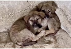 Sick Babes Huddle Together In Tight Corner After Being Left In Midst Of Night