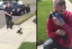 Bella Thinks It’s ‘Just Another Walk’, Gets Reunited With Her Dad