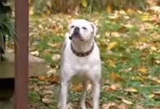 Disabled Dog Finds It In Himself To Jump The Fence To Save His Owner