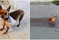 Chihuahua Goes To Store For Dad Stuck In Quarantine & Brings Back Cheetos
