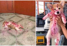 Corgi Pup Eats Red Fruit & Takes A Nap, Nearly Gives Everyone A Heart Attack