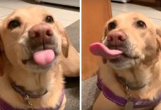 Dog Can’t Stop Fantasizing & Licking Her Lips As Dad Lists Out Her Favorite Foods