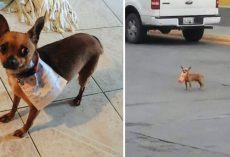 Quarantined Man Sends His Dog To The Store With A Note To Get Cheetos