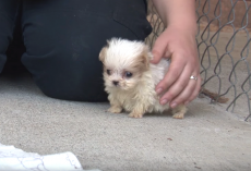Dog Rescued From Puppy Mill Is Introduced To A Friend To Signal A New Beginning
