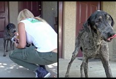 Dog’s Owner Thought She Died Two Years Ago But Rescuers Found Her Living Alone In The Mountains