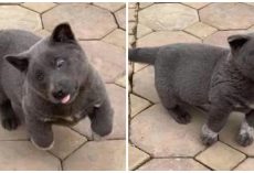People Can’t Decide Whether Animal Is A Cat, Dog, Or Mix Of Both