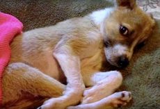Family Took In Dying Shelter Pup So She’d Pass In Peace & She Came Back To Life