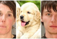 Dognappers Break Into Breeder’s Home & Snatch 6 Golden Retriever Pups