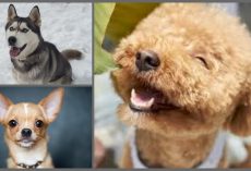 10 Healthiest Dog Breeds