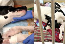Dog-Mom Of Great Dane Puppy Argues “Let Her Live” When They Push To Put Her Down