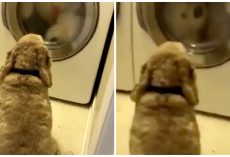 Loyal Pup Keeps His Favorite Toy Company During Its ‘Bath Time’
