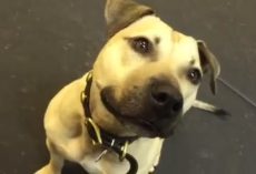 Pit Bull Rescued From A Fighting Ring Is Given His First Snack, And ‘Loses His Mind’