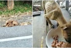 “Roadside Stray” Picked Up By Angel, Eyes Grow Wide As He Sees First Meal