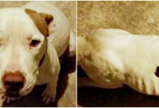 Broke Grad-Student Stole Neglected Pit Bull That Was Never Let Out Of Her Crate