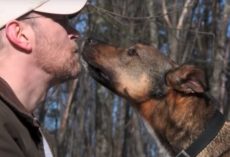 After 6 Long Years At The Shelter, Rufo The Pit Bull Finally Gets Adopted