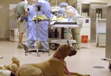 Dog Waits Nervously And Patiently For His Zoo Friend To Get Through Surgery