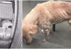 She Snuck Inside A House During A Storm & Found More Than A Dry Place To Rest