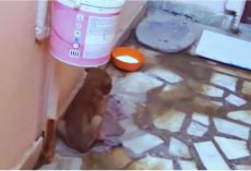 His Little Face Grew To Twice Its Size And He’s Left Isolated In Alleyway