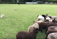 World’s Worst Sheepdog Goes To Herd Sheep & Gets Them To Play With Him Instead