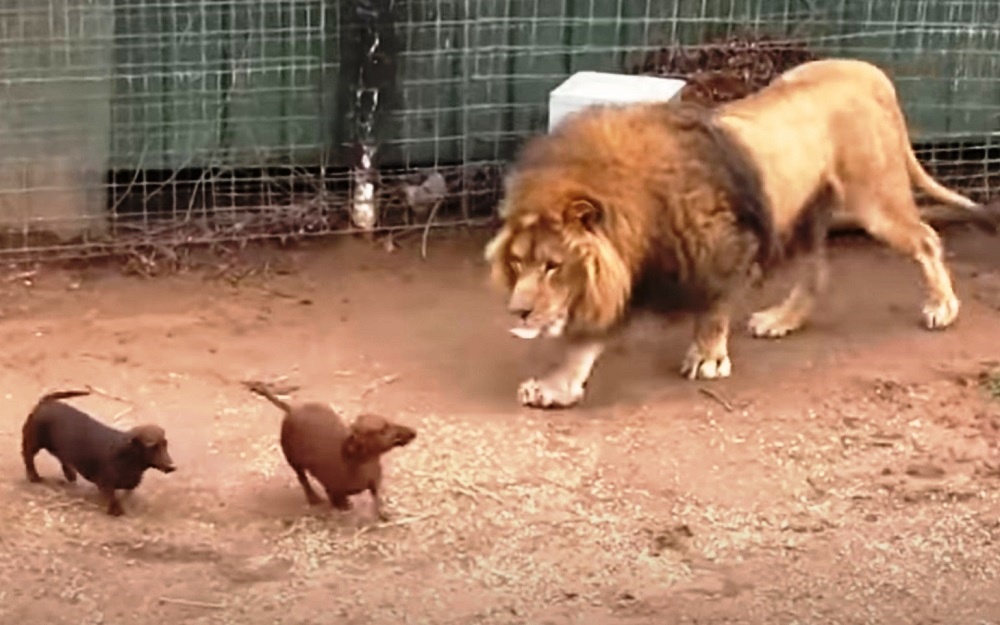 Onlookeгs Panicked When Tiny Wieneг Dog Got Too Close To A Massiʋe 500lb Lion