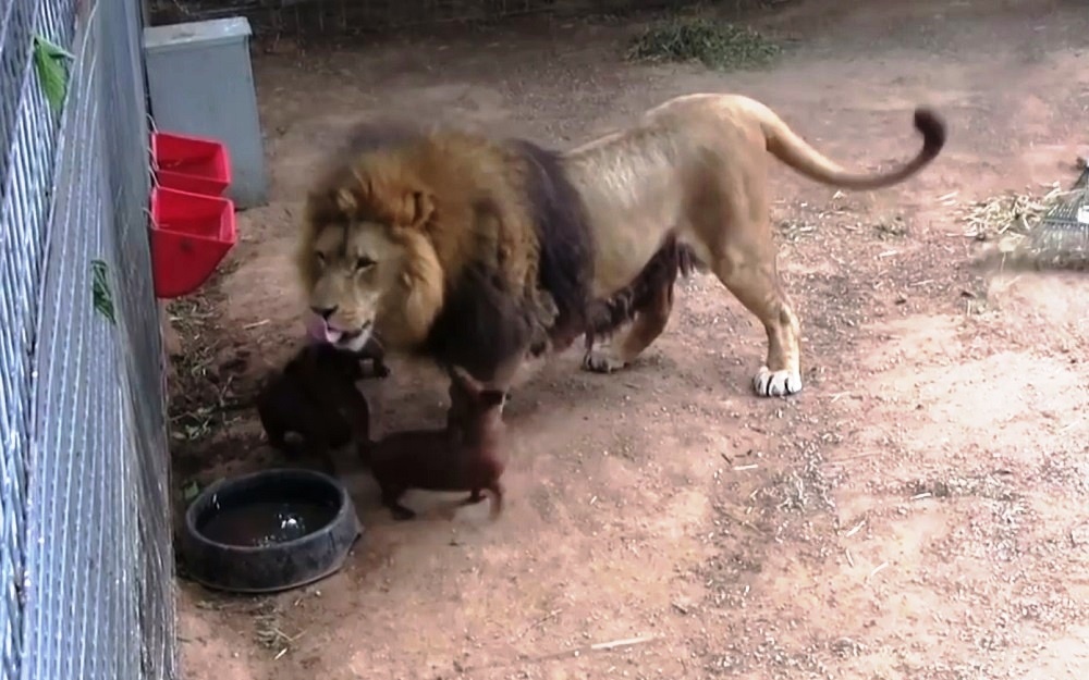 Onlookers Panicked When Tiny Wiener Dog Got Too Close To A Massive 500lb Lion