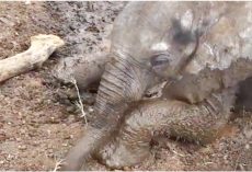 Sickly Baby Elephant Refused By Herd, Finds A Dog To Accept Him