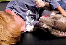 Dog Who Wouldn’t Fight Back In The Ring, Gets The Hug She’s Been Waiting For