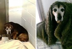 After 764 Days Apart, Dad Wonders If Missing Senior Dog Will Recognize Him Again