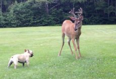 French Bulldog Squares Up With A Wild Buck, Then They Go At It