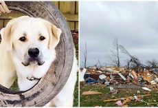 Heroic Dog Perishes In Tornado After Saving His Family As House Collapsed