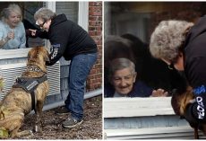 Therapy Dog Finds Way To Comfort Nursing Home Residents In Quarantine