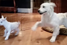 Golden Retriever Puppy Completely “Lost It” When He Met A Baby Goat
