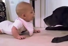 Innocent Baby Gets A Little Too Close To Dog & Dog Goes Straight For Her Face