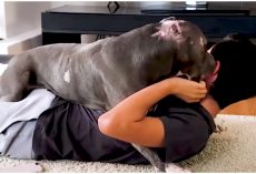 Boy Believed He Could Embrace ‘Fighting Pit Bull’ And Family Held Their Breath