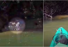 Starved Dog On His Own Island Saw Man On Kayak And Knew He Was His Only Hope