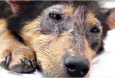 Pained-Eyes Showed She’d Given Up On Life, But They Wouldn’t Give Up On Her