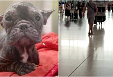 Lil Dog Pulled From Meat Truck, Waited At The Airport For Her “Human Angel”