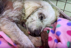 She Snored Through Her First Safe Sleep Since Ex-Owner Tried To Kill Her 3 Times