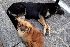 Dog Stays By Pregnant Friend’s Side, Waiting For Help After She Was Hit By Car