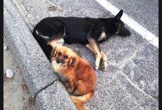 Loyal Dog Refuses To Leave Pregnant Friend’s Side After She Was Hit By A Car