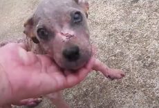 Puppy Dumped In A Cemetery Loses His Scabs And Finds A Personality